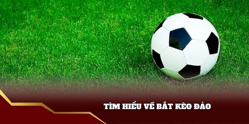 Giới thiệu bắt kèo đảo